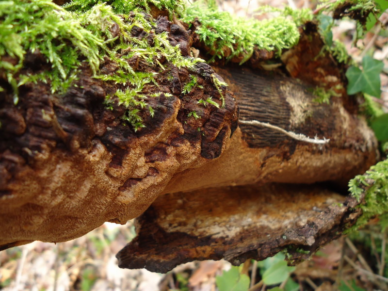 Phellinus e poi ..